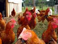 A happy, healthy, mature flock.