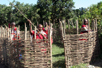 The Mamas labor to build a secure nighttime enclosure for the first five cows. The woven twigs and thatched roof will prevent lions and other predators from attacking.