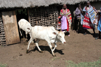 The first two female cows to arrive, Janet and Mary. You can have a cow named for someone special. It doesn’t come wrapped, or in a Tiffany box, but a photo with the personalized cowbell will be sent to the recipient of your thoughtfulness, along with the gratitude of the village mamas and children.