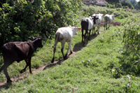 Off for a day of grazing.
