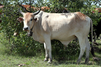 Meet Big Al’s son, Bert.